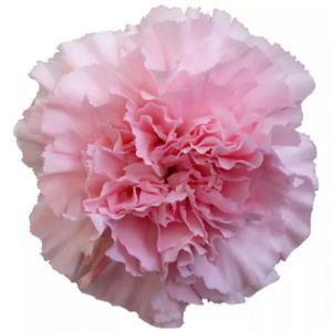 Doncel Light Pink Carnation