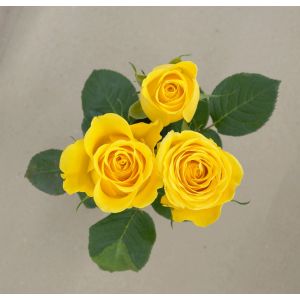 MDAY 2024  Gold Star True Yellow Rose