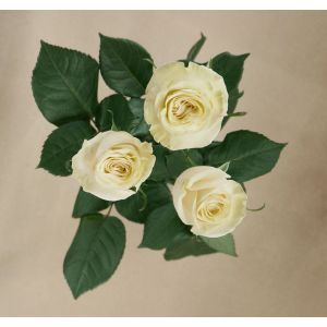 MDAY 2024  Mondial White Rose