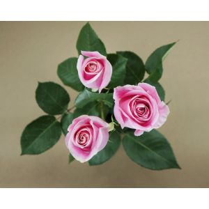 MDAY 2024 Rosita Vendela True Pink Rose