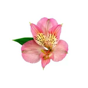 MDAY 2024 Select True Pink Dubai Alstroemeria