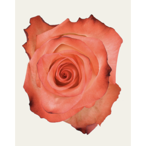 Blush Bicolor Rose