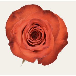 Bromo Orange Rose