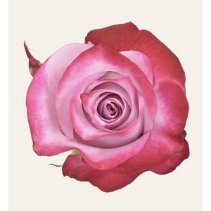 Deep Purple Lavender Rose