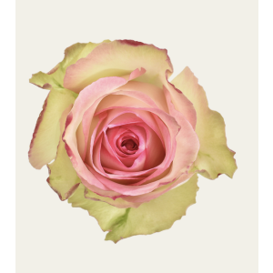 Esperance Bicolor Rose