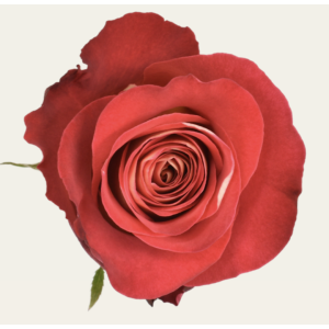 Friendship Bicolor Rose