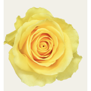 Gisele Yellow Rose