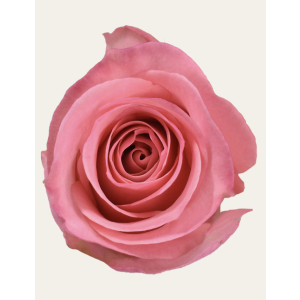 High And Bonita Pink Rose