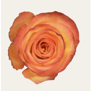 High And Magic Bicolor Rose