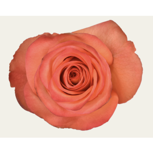 High And Orange Magic Bicolor Rose