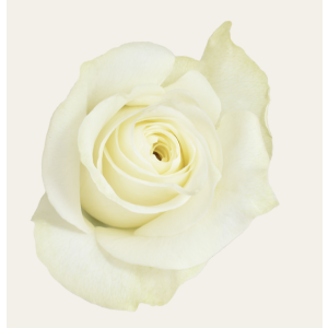 High Light White Rose
