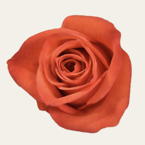 Hi Lux Orange Rose