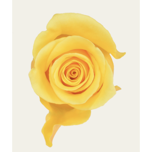 Momentum Yellow Rose