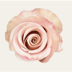Mother Of Pearl Light Pink Rose