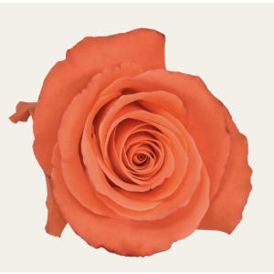 Oriol Orange Rose