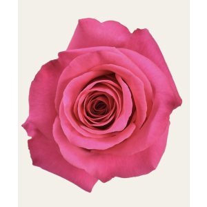 Pink Floyd Hot Pink Rose