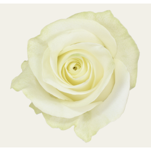 Polar Star White Rose