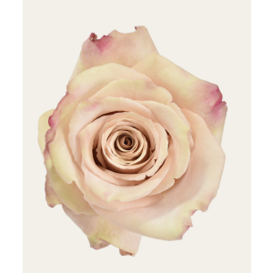 Quicksand Dusty Pink Rose