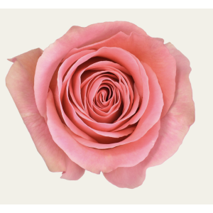 Saga Pink Rose