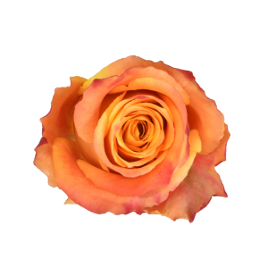 Silantoi Bicolor Rose