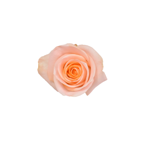 Tiffany Peach Rose