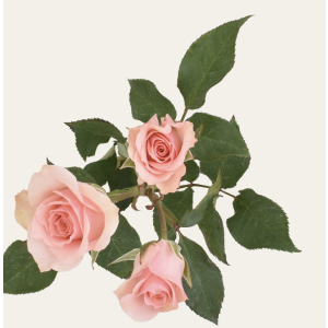 Elba Pink Spray Roses