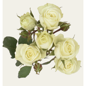 Floreana White Spray Roses
