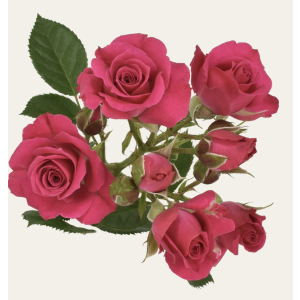 Lovely Lidia Hot Pink Spray Roses