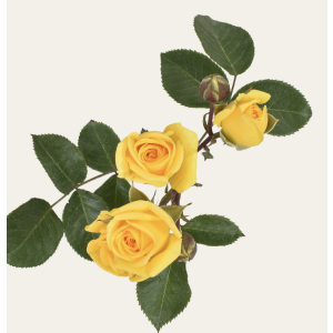 Somerset Yellow Spray Roses