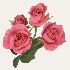 Twinkle Bride Medium Pink Spray Roses