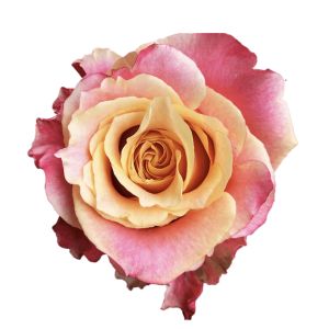 3D Super Premium Bicolor Orange Rose