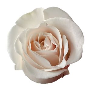 Amelia Premium White Rose