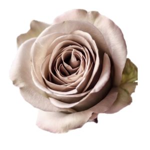 Amnesia Standard Lavender Rose