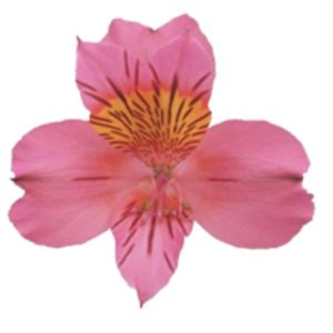 Amposta Select Hot Pink Alstroemeria