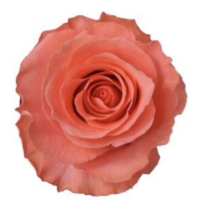 Amsterdam Super Premium Coral Rose