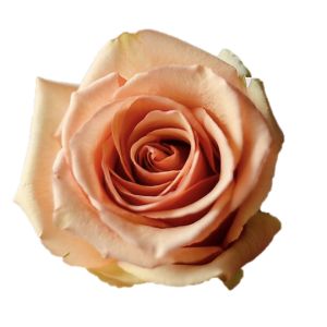 Azafran Standard Peach Rose