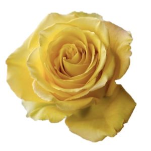 Bikini Super Premium Yellow Rose