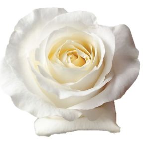 Blizzard Titanium White Rose