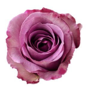 Blue Curiosa Premium Lavender Rose