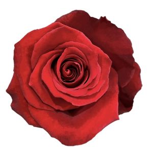 Born Free Premium Red Rose