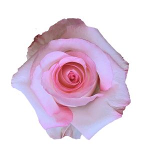 Boulevard Standard Bicolor Pink Rose