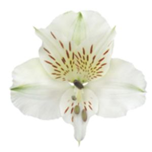 Bounty Select White Alstroemeria