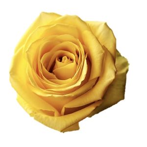 Brighton Super Premium Yellow Rose
