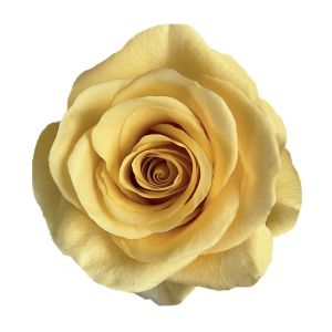 Bumblebee Super Premium Yellow Rose