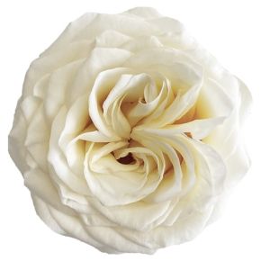 Candlelight Standard White Rose
