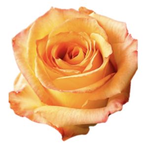 Caribbean Premium Bicolor Orange Rose