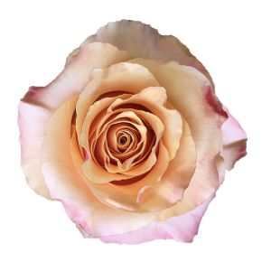Carpe Diem Premium Peach Rose