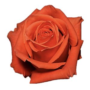 Cayenne Premium Orange Rose