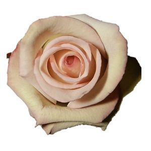 Cezanne Premium Bicolor Pink Rose