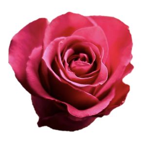 Cherry O Premium Hot Pink Rose
